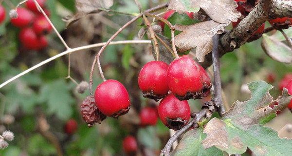 Głóg jednoszyjkowy (Crataegus monogyna Jacq.)
