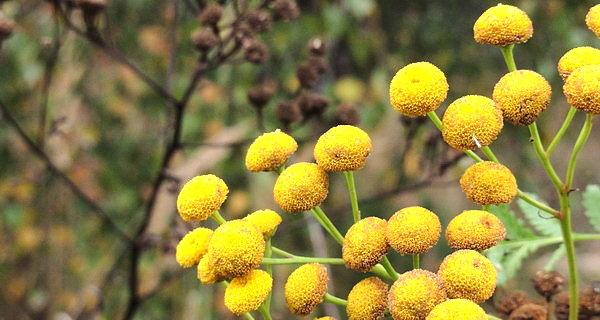 Wrotycz pospolity (Tanacetum vulgare L.)
