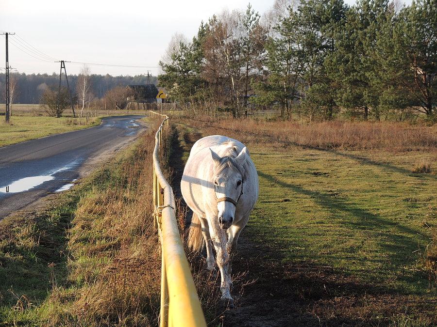 Konik w Gębiczynie