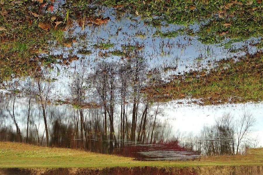 Zalana łąka