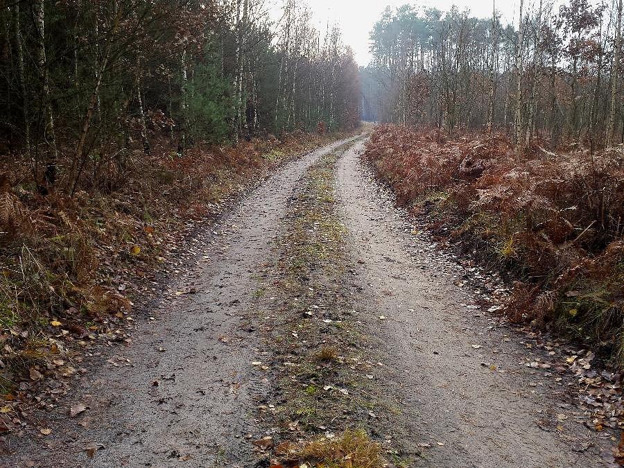 Suche drogi w lesie - te główne