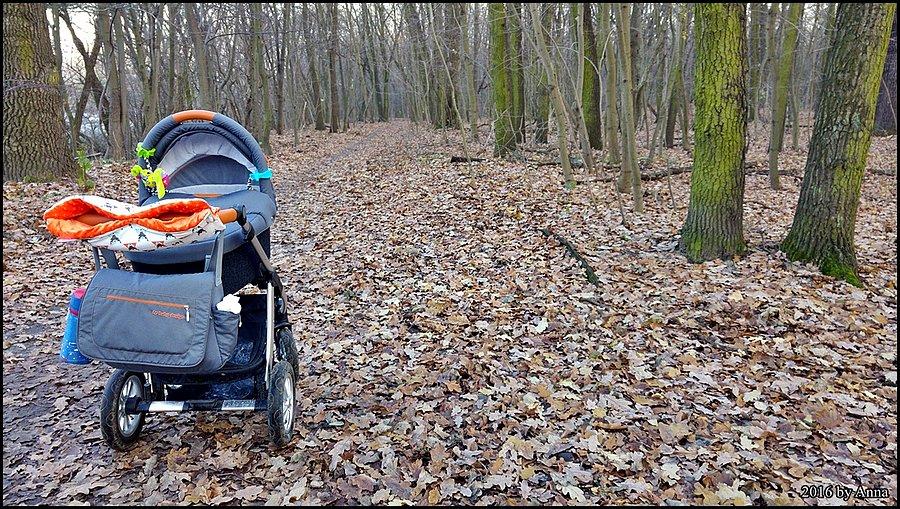 Jesienny Las Bielański