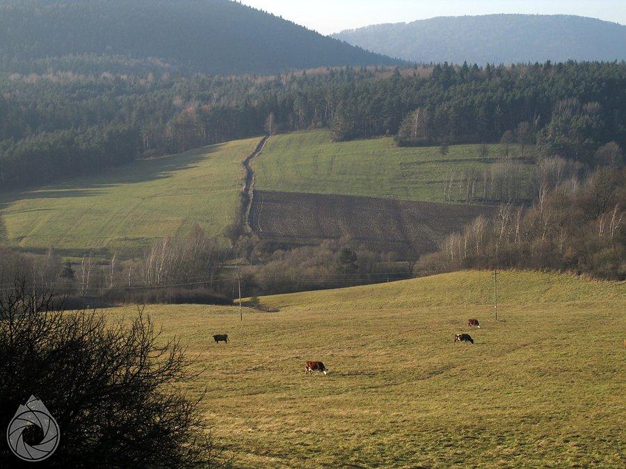 Krowi poranek pod Rotundą
