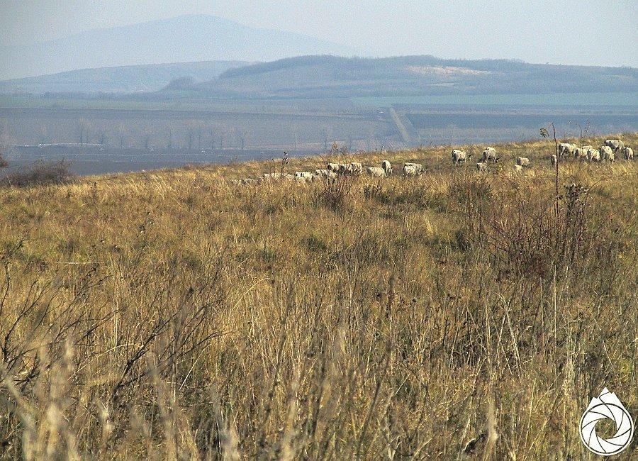 Gdyby dobrze się przyjrzeć, za grzbietami krów widac Magas-hegy (nad Tokajem)