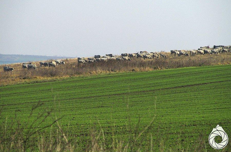 Bydło rogate dalej na łąkach