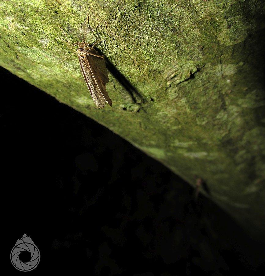 Rójka małych Geometridae przy biwaku