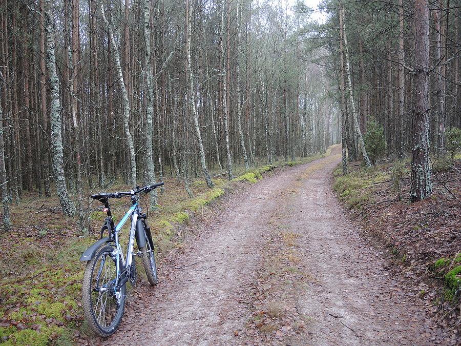 Leśnym traktem w kierunku jeziora Pokraczyn