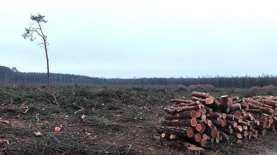 Puszcza znika