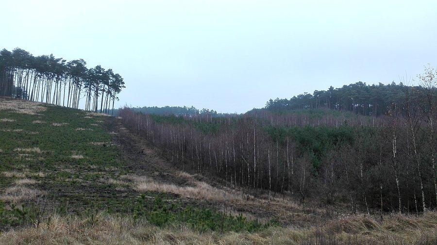 Puszczańskie widoki