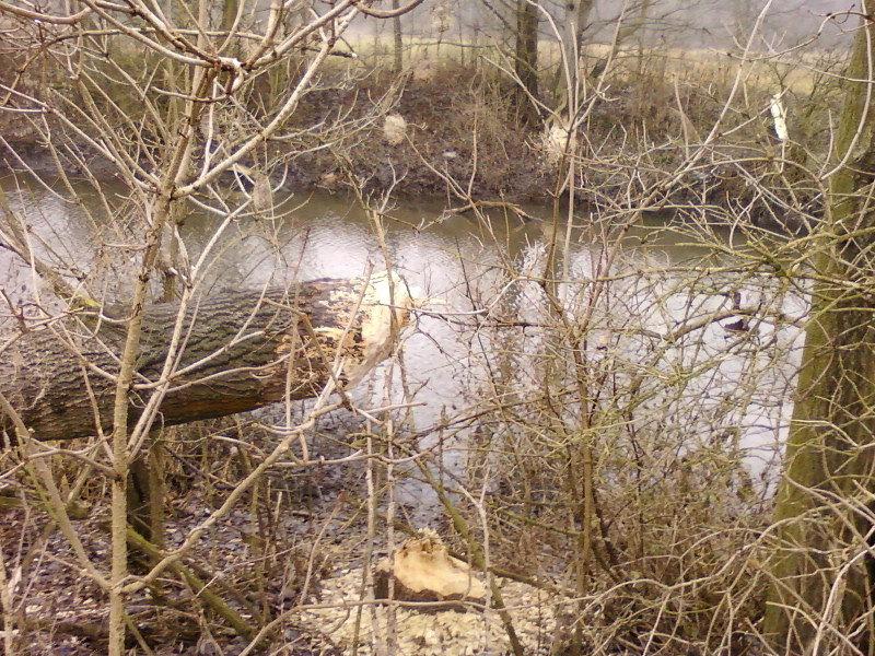 Ślady działań bobrów