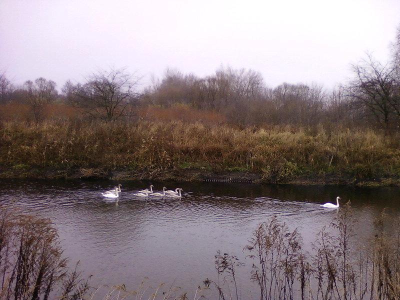Łabędzie