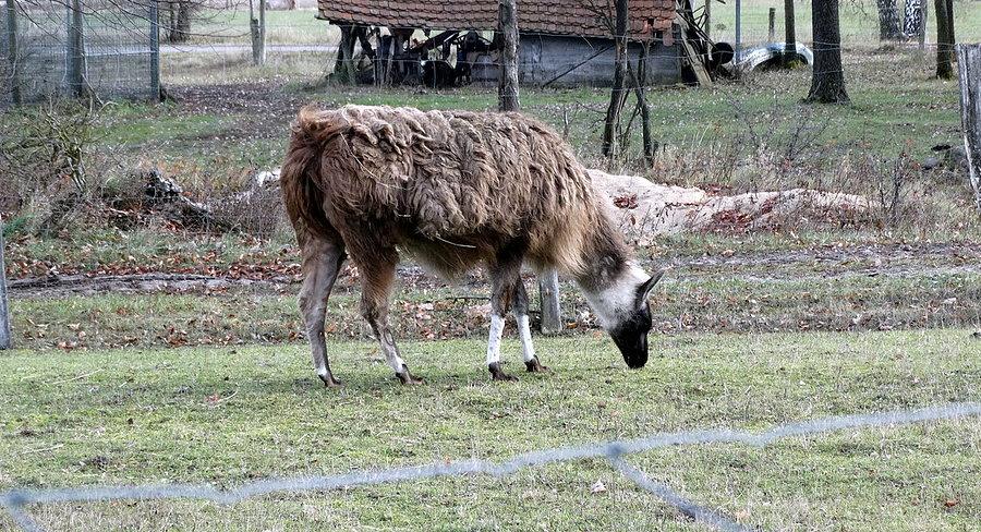 Lama z miejscowości Blankensee