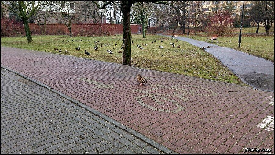 Pani kaczka, niech pani zejdzie ze ścieżki!