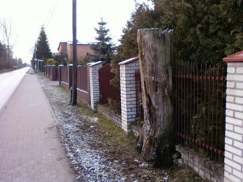 Drzewo w płocie