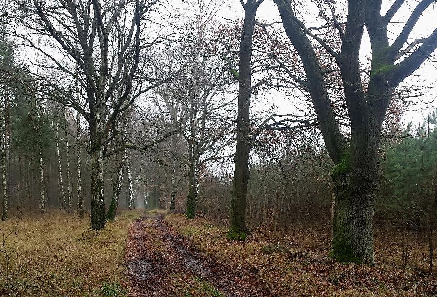 Leśna droga Poczernin - Dąbrowica