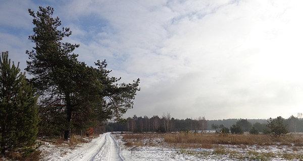 Tropem mikołajowego renifera
