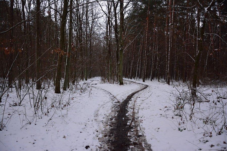 Rozstaje dróg w Dąbrowie