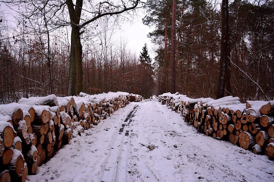 Zima w Dąbrowie
