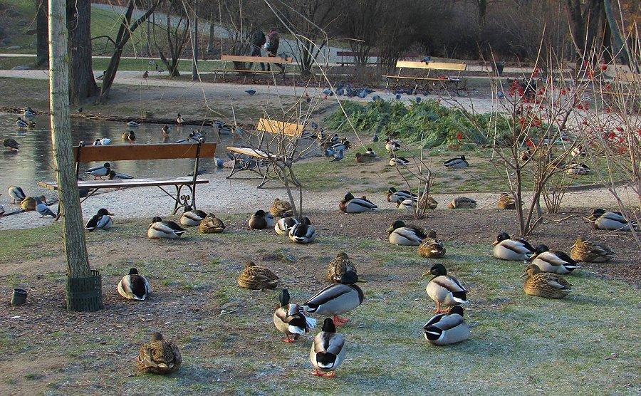 Kaczki z Ogrodu Krasińskich