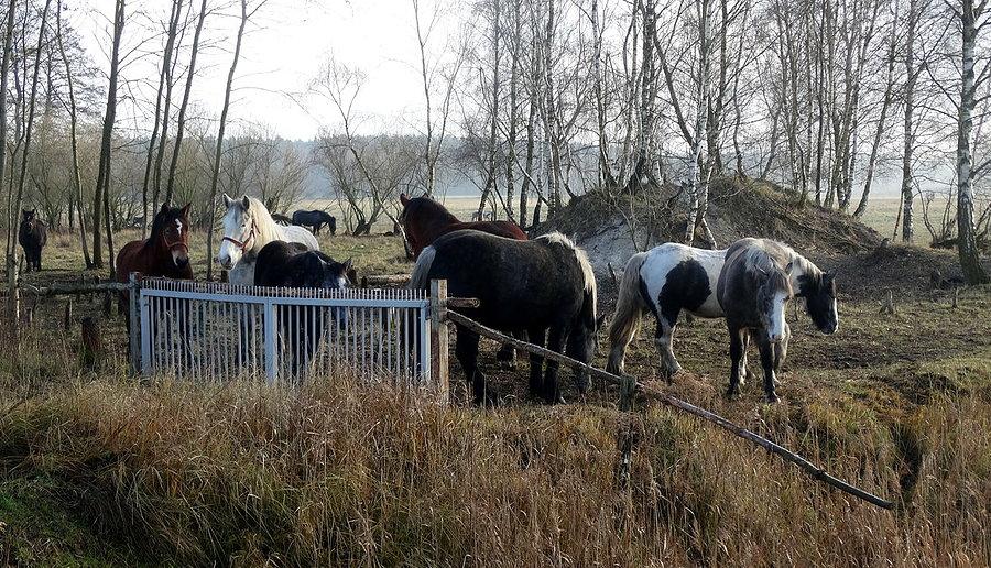 Konie ze Sławoszewa