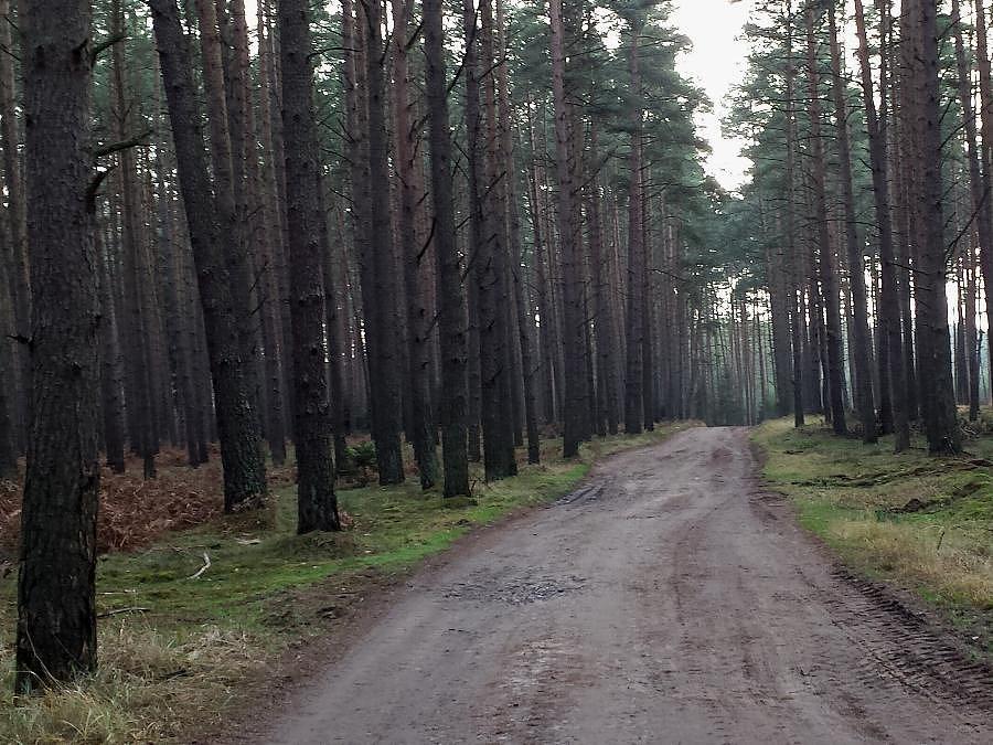 Droga w kierunku Reptowa z Sowna