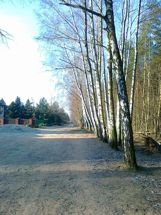Wzdłuż brzozowego lasku