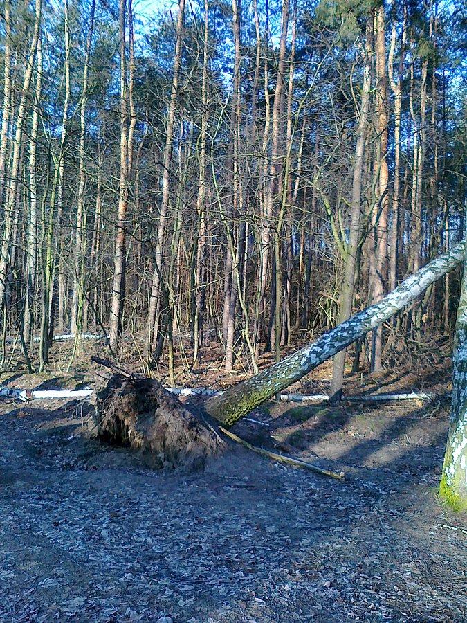 Brzozy sa płytko ukorzenione i wiatr je przewraca