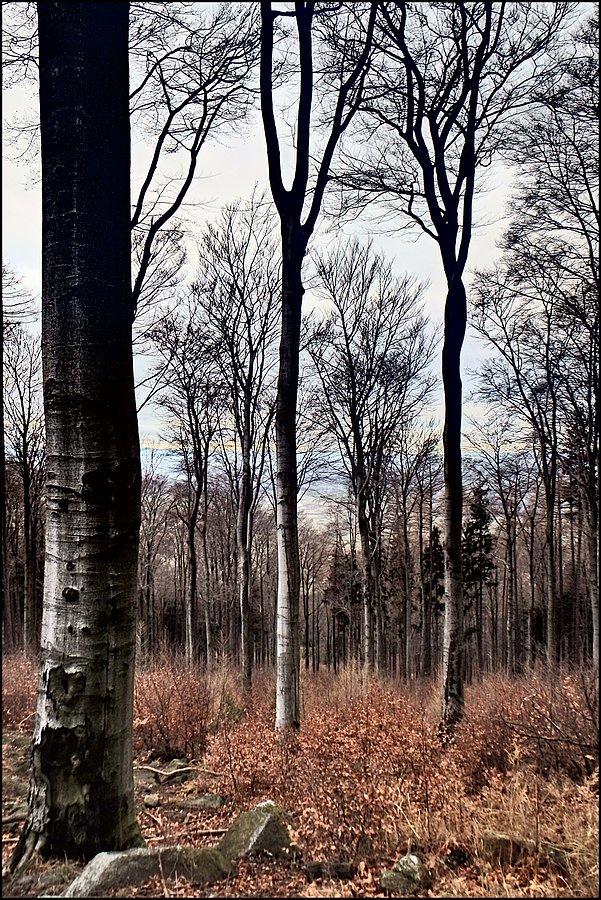 Srebrne drzewa