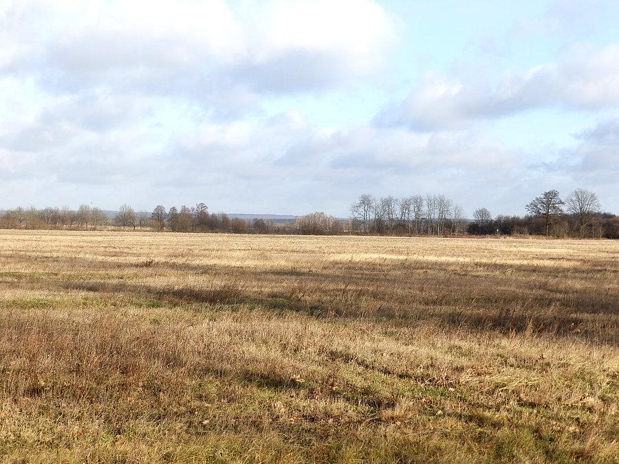 Widok w stronę Lasów Doliny Baryczy