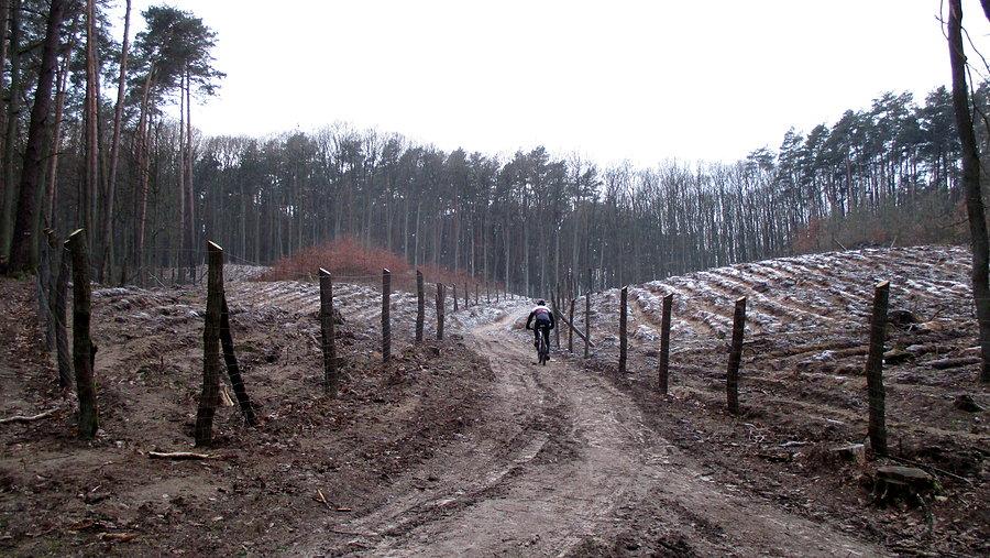 Wycinka na stoku Dziewiczej zakończona i uporządkowana, można robić treningi XC
