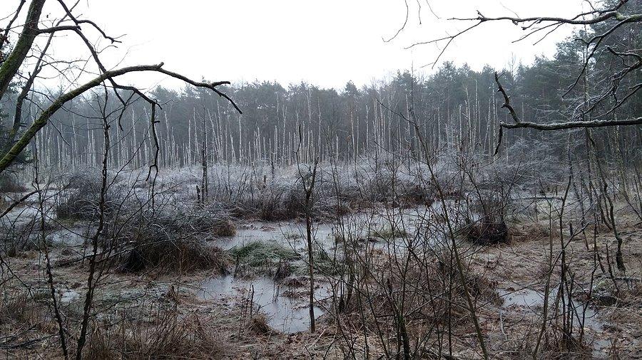 Zielony Ług (Warszawa Radość)