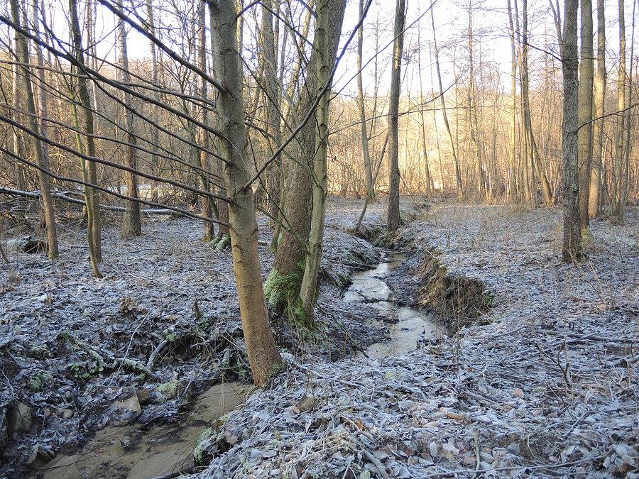 Leśna struga