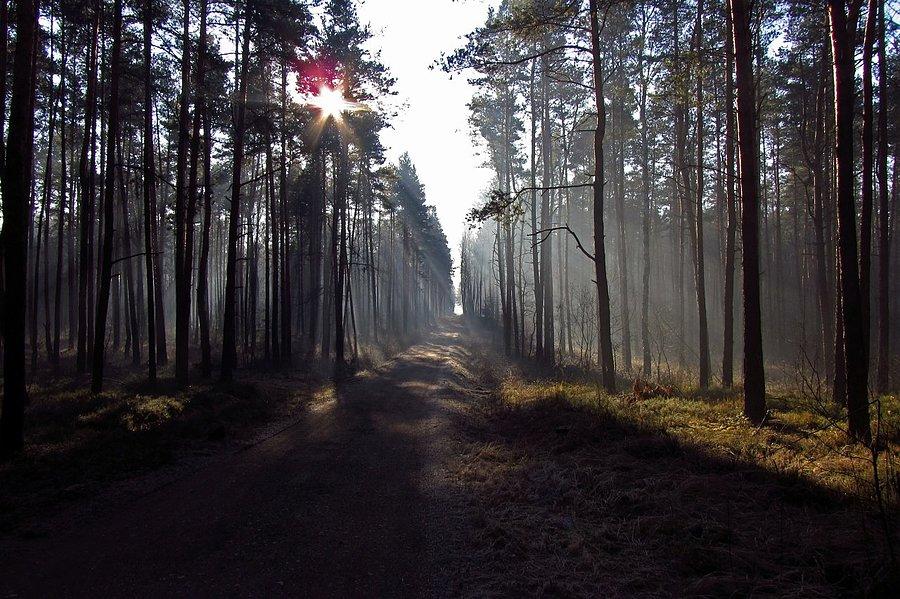 Mgiełka w lesie