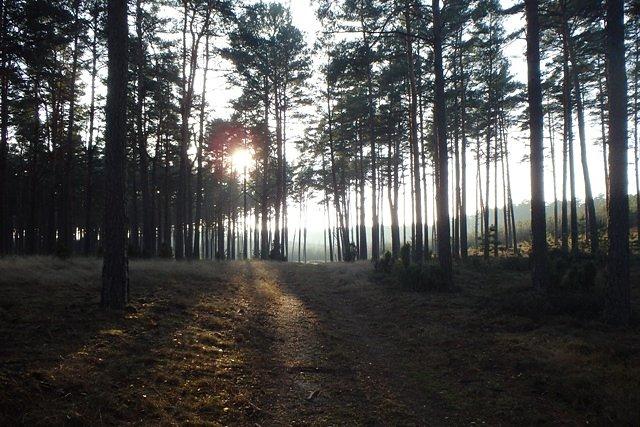 Puszcza Bydgoska w okolicach Wypalenisk
