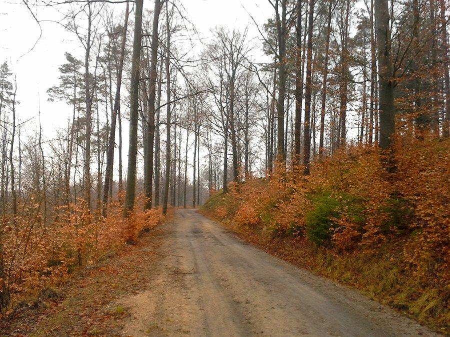 Leśna droga prowadząca do Kartuz
