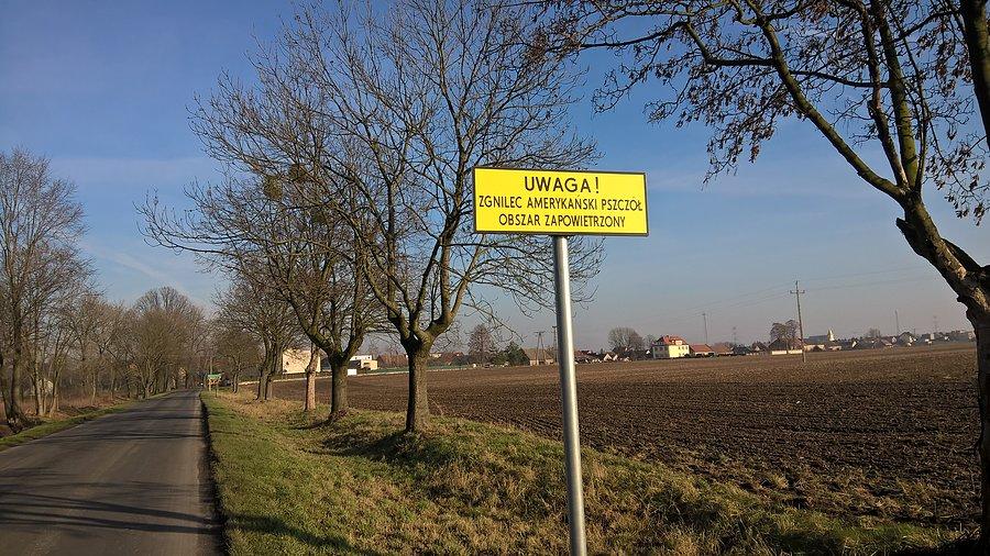 Zgnilec amerykański co to jest?