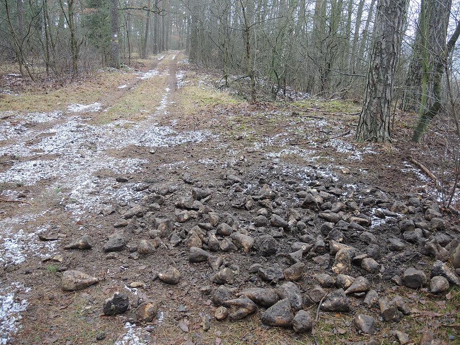Buraki dla dzików
