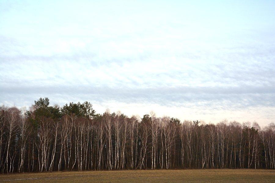 Brzezina