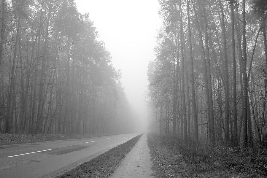 Dąbrowa we mgle