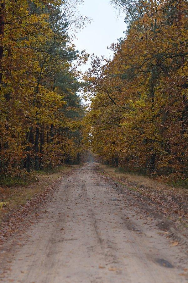 Lasy Kozłowieckie