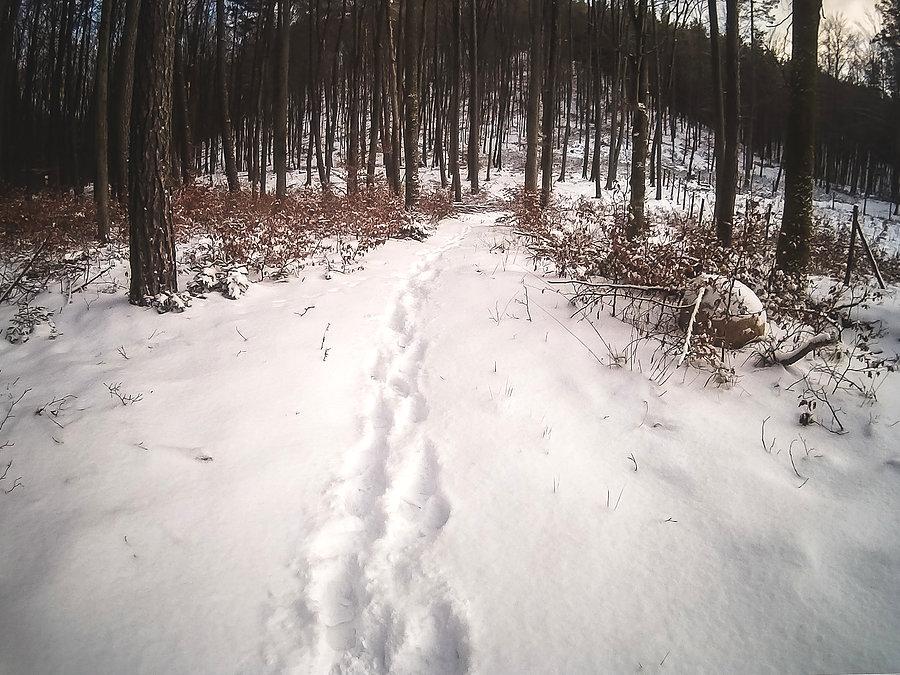 Śniegowa wycieczka po Trójmiejskim Parku