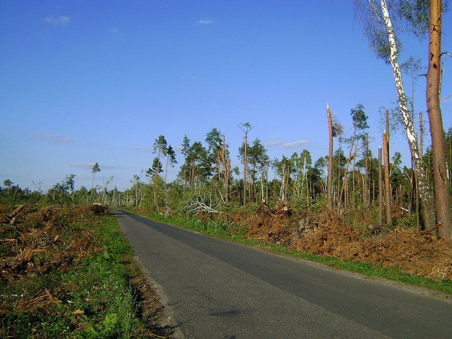 Wiatrołomy za Paradyżem,las znikł z powierzchni na ponad 5km odcinku wzdłuż drogi