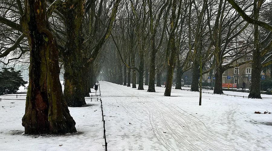 Platanowa aleja - Jasne Błonia 13 stycznia 17 r