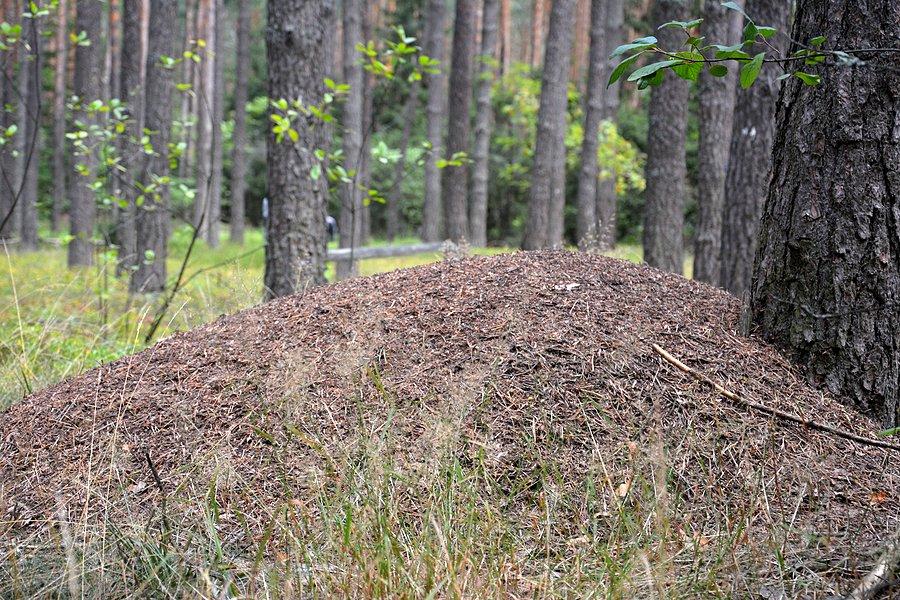 Mrowisko w Roztoczańskim PN