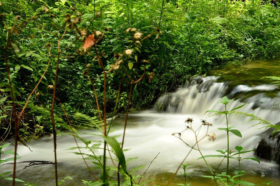 Szumy na Jeleniu