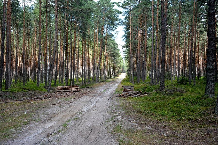 Puszcza Solska