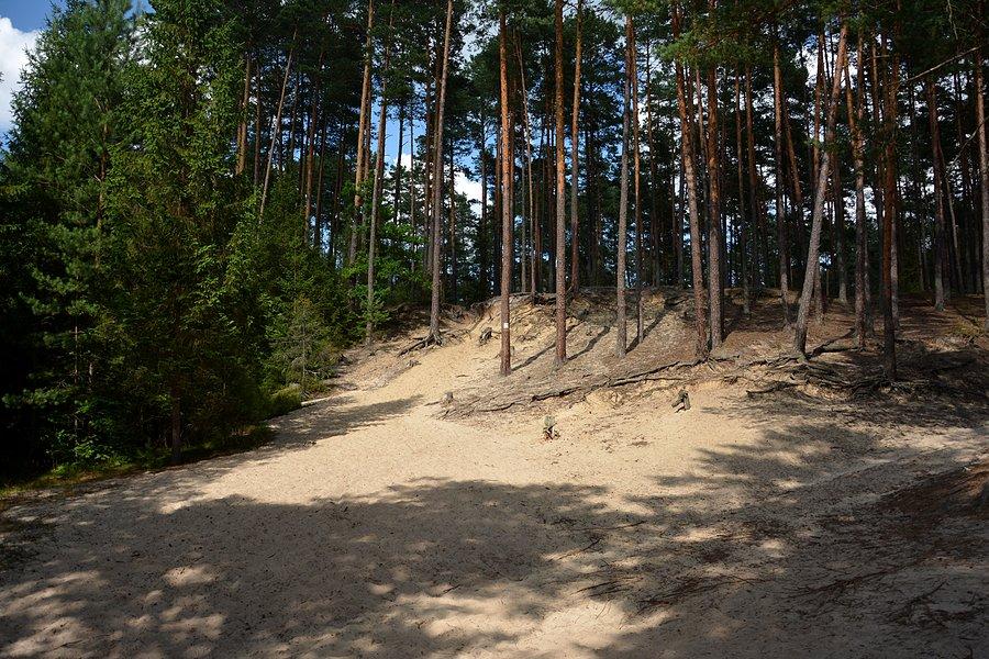 Piaski w Puszczy Solskiej