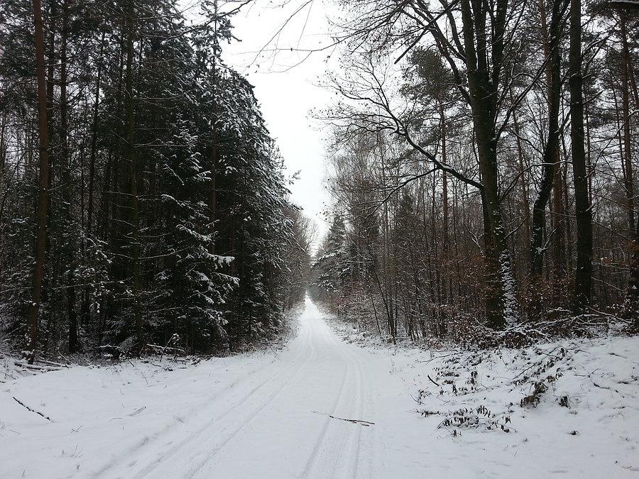 Mosacz zimą