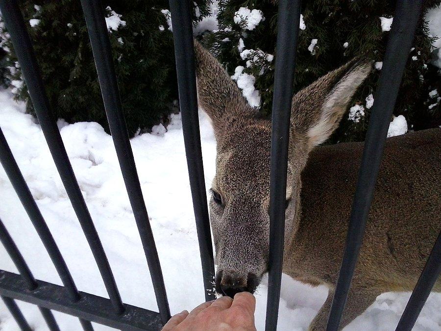 Jadłaby z ręki, jakbym tylko coś miał