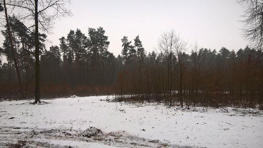 Wycinka na maxa